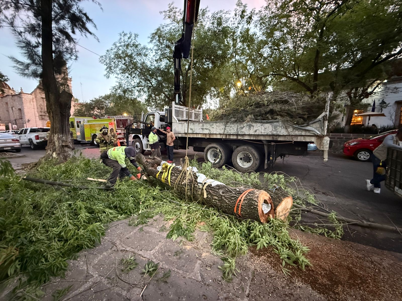 Protección Civil de Morelia reubica 2 colmenas de abejas