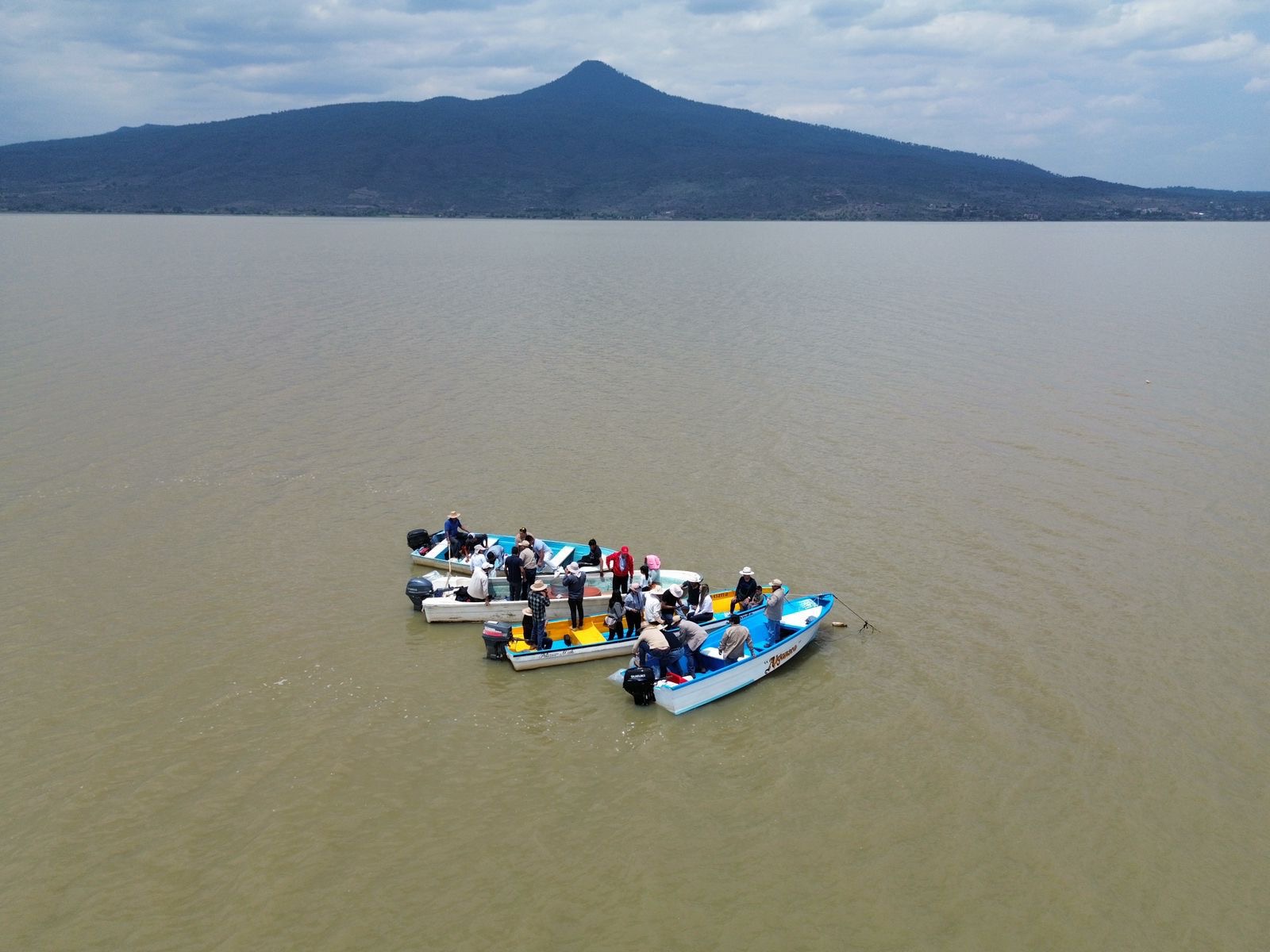 Gobierno de Michoacán siembra mil ejemplares de achoque en el lago de Pátzcuaro