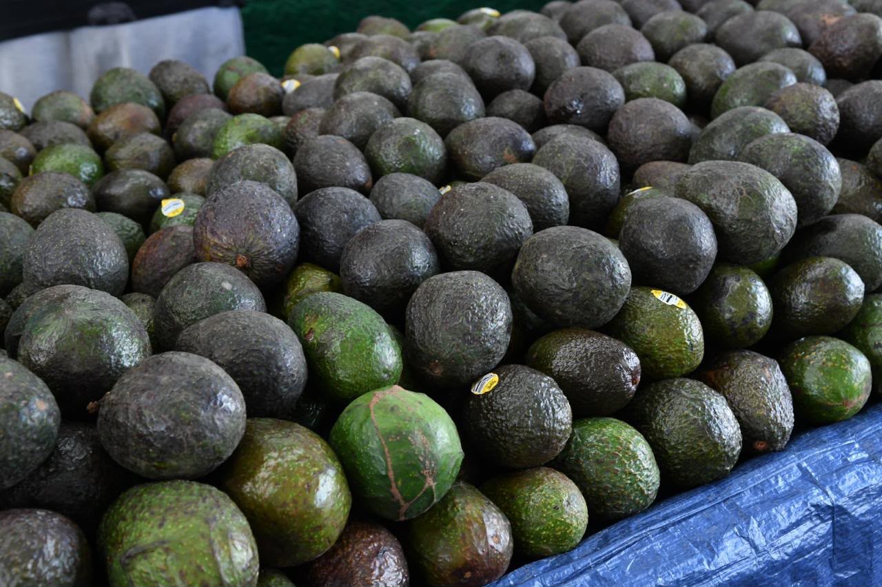 Michoacán cosechó un millón 460 mil toneladas de aguacate en la temporada 2025-2026